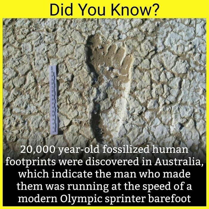 37. Need for speed. We bet they found some wild animal footprints behind those.
