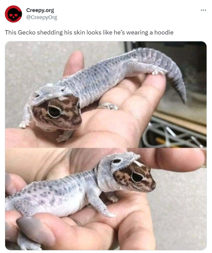 12. This is unsettling AND cute