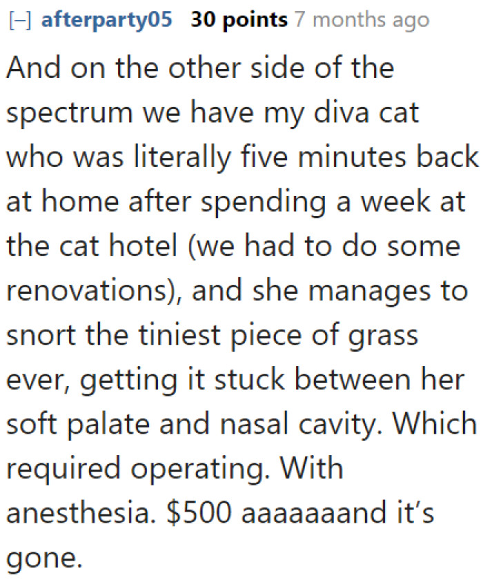 Another user had to shell out 500 bucks because of their cat's silly antics.