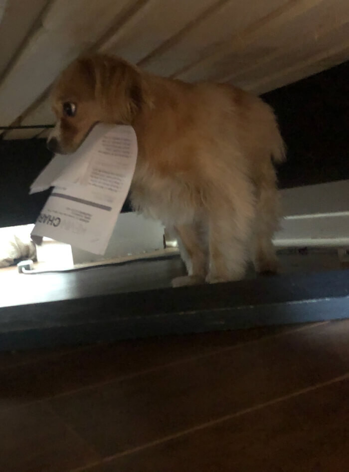 2. Well, here we are, 30 minutes before a job interview, and my dog decided to hide with my only copies of my resume.