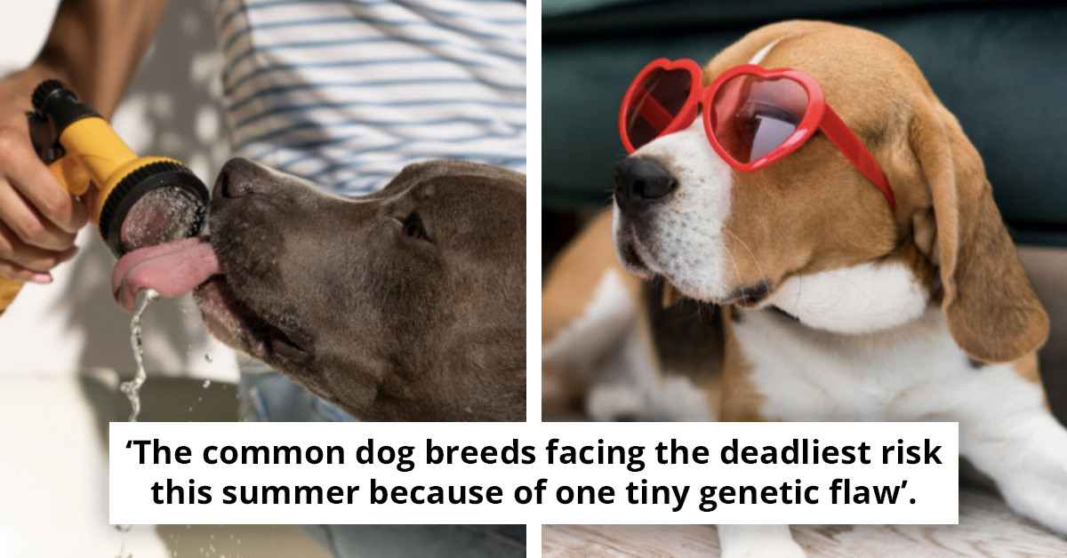 Vets Say This Heatwave Habit Could Cost Your Dog Its Life