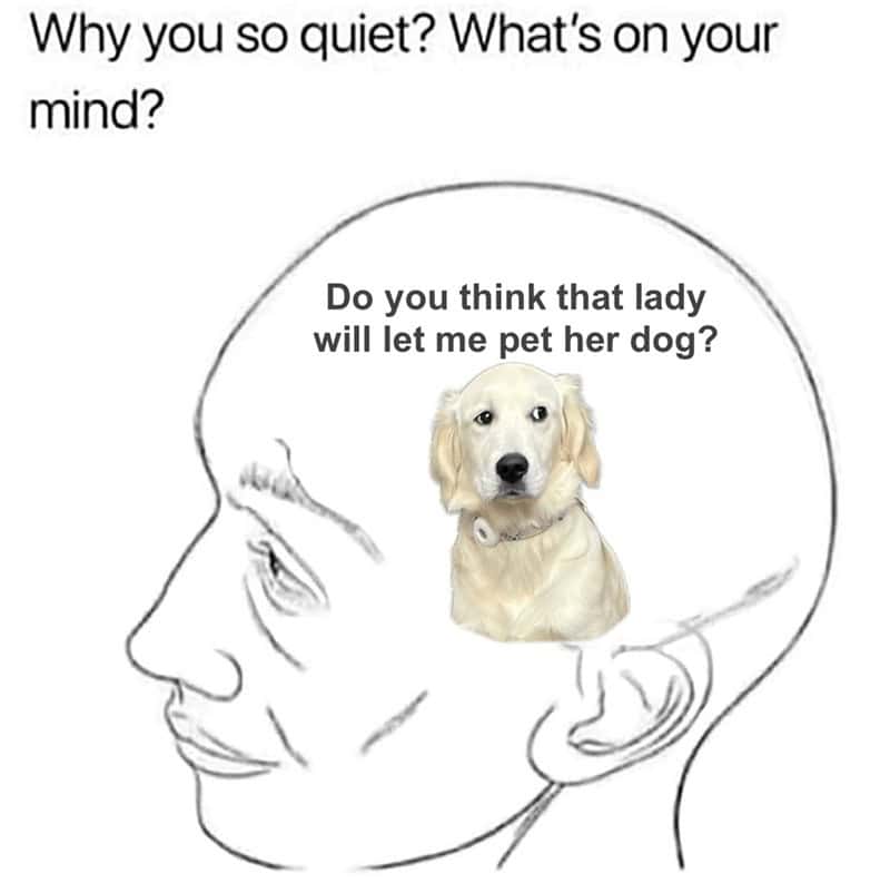 3. Just plotting my next doggy playdate, no big deal.