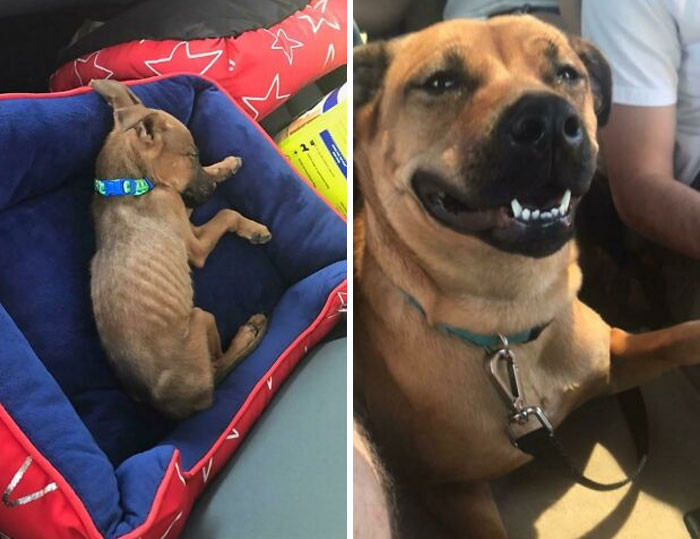 "Rescued A Skeleton And Ended Up With This Sweet Girl Who Is Always Smiling"