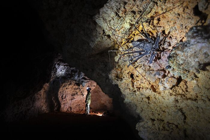 Arachnids, 2nd Place: I Feel I'm Being Watched By Guillaume Correa Pimpao