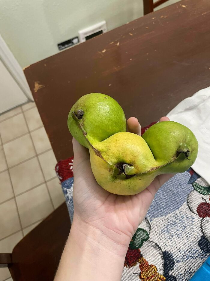 "My Guava Tree Has Been Making These Babies!"
