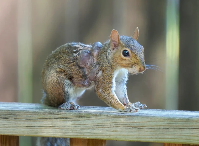 Wildlife expert examines a squirrel with wart-like growths, outdoors near US woods