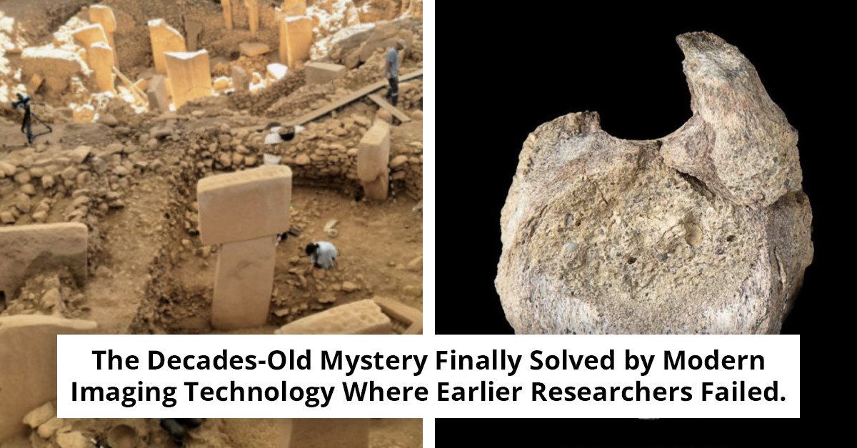 Dinosaur Bone Forgotten in Drawer for Decades Turns Out to Be Rare Antarctic Discovery
