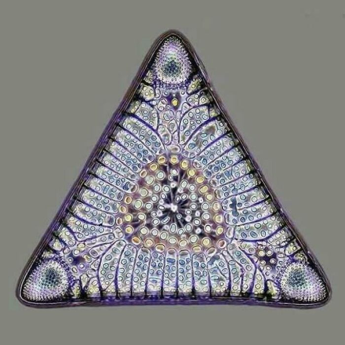 "Light Microscopy Image From A Skeleton Of A Diatom Algae 32 To 40 Million Years Old"