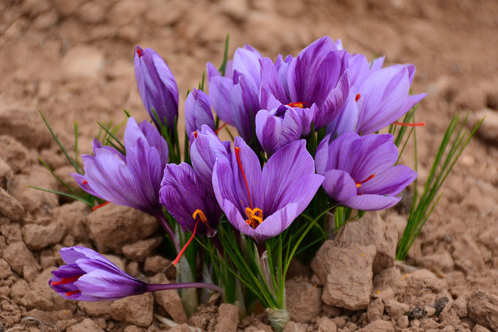 Crocus sativus, a variety of autumn-flowering crocus, is cultivated for saffron, a spice widely used in Mediterranean cooking.