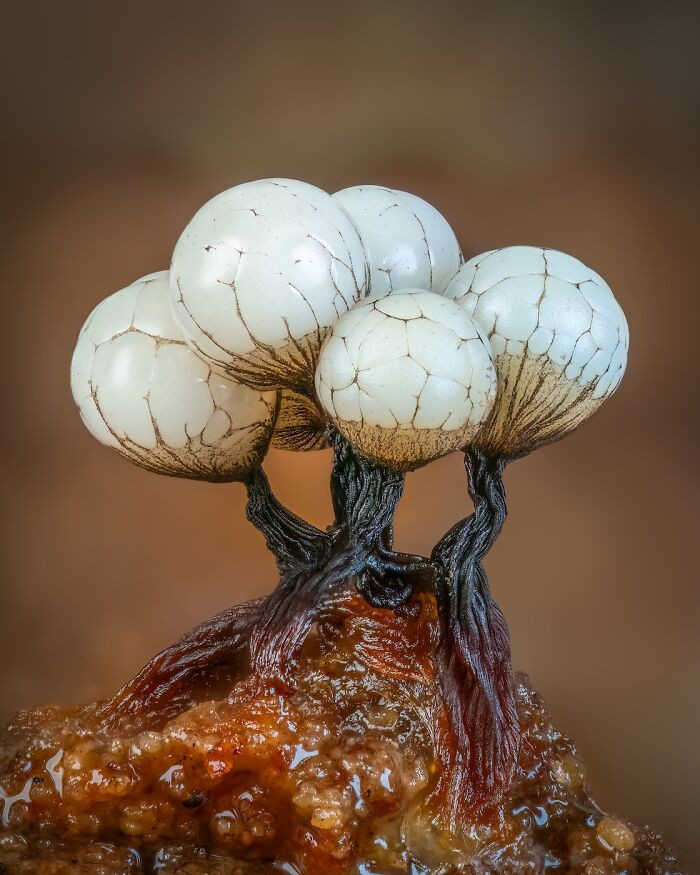Fungi & Slime Moulds, 2nd Place: Cribraria Cluster By Barry Webb