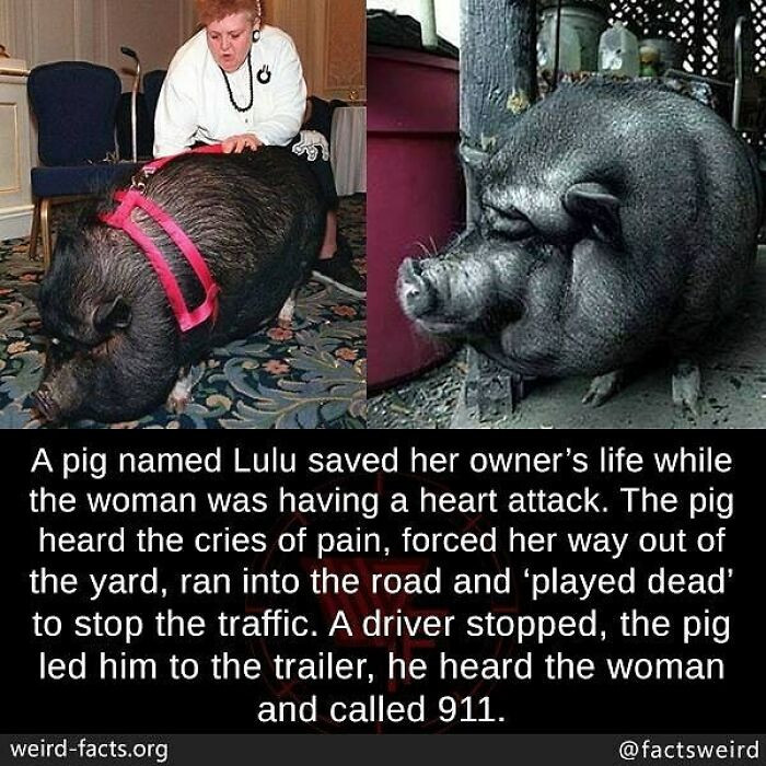 28. A pig saved their owner's life