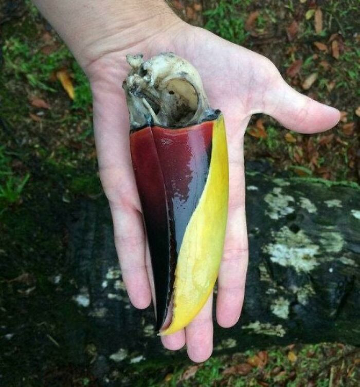 "A Toucan’s Beak Remains Unchanged Many Years After The Bird’s Passing"