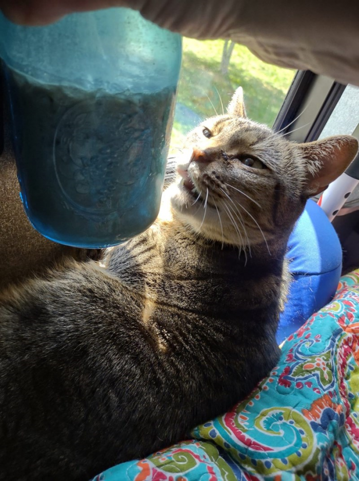 14. You have to respect a gal who knows exactly what she wants and accepts zero substitutions. High standards are admirable when it comes to cats!
