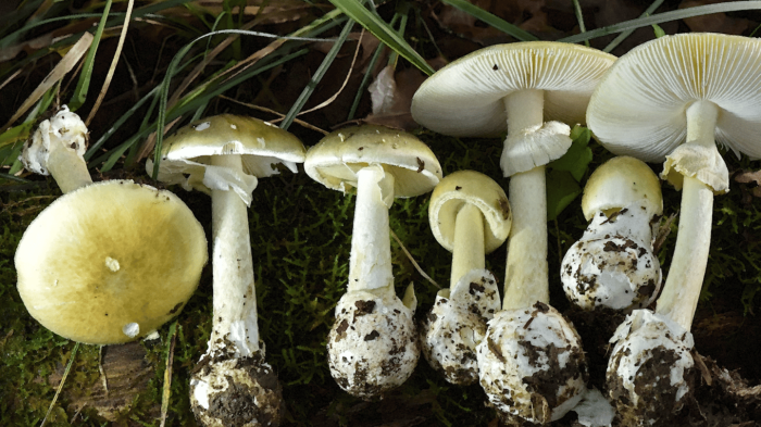 Community outreach flyer urging poison control contact for suspected mushroom poisoning
