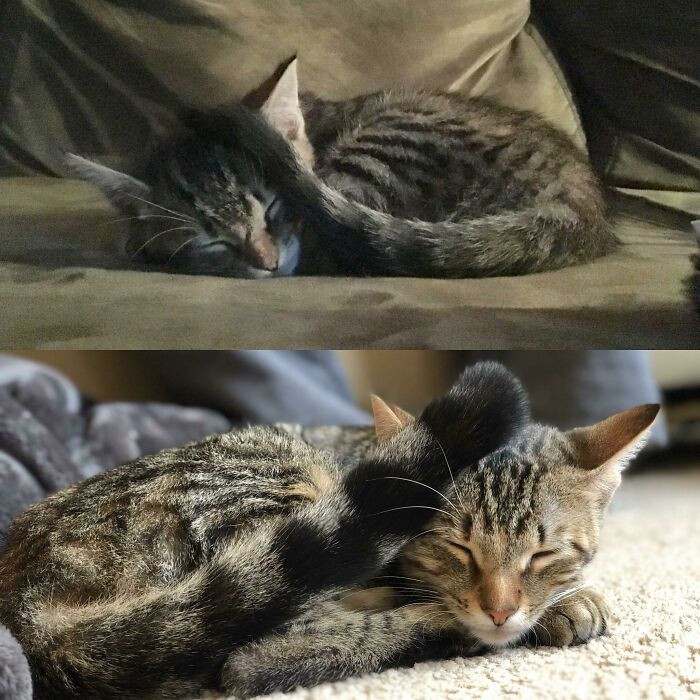 "She Was Found Underneath The Hood Of A Truck With A Limp Paw. 7 Months Later She Still Naps Like This"