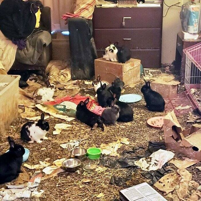 "Hoarder Was Keeping 47 Bunnies In A Long-Stay Hotel Room"