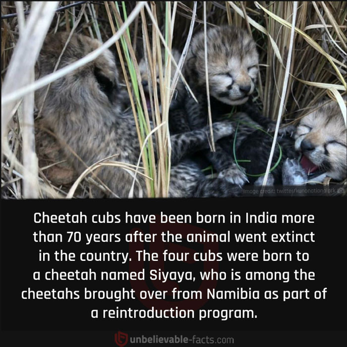 47. Reintroduction Program