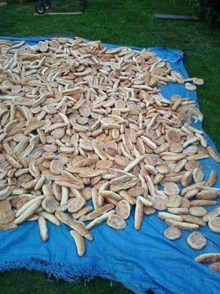 4. Loaf Of Cat - Level Easy