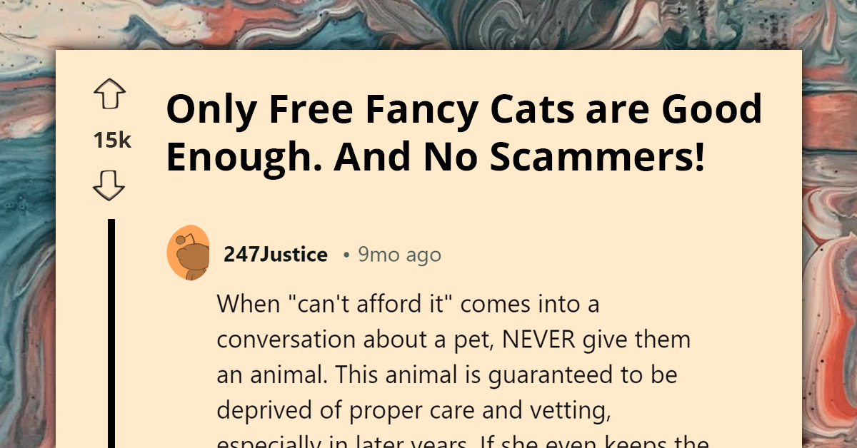 Entitled Pet Seeker Ridiculed For Demanding Purebred Kitten At Bargain Price