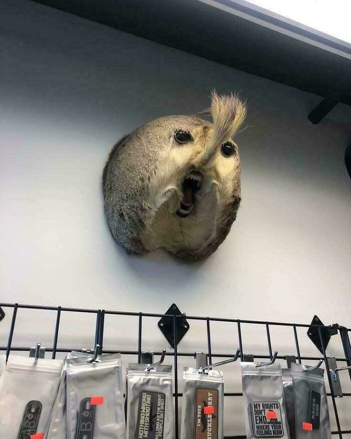 "Butt Why?"