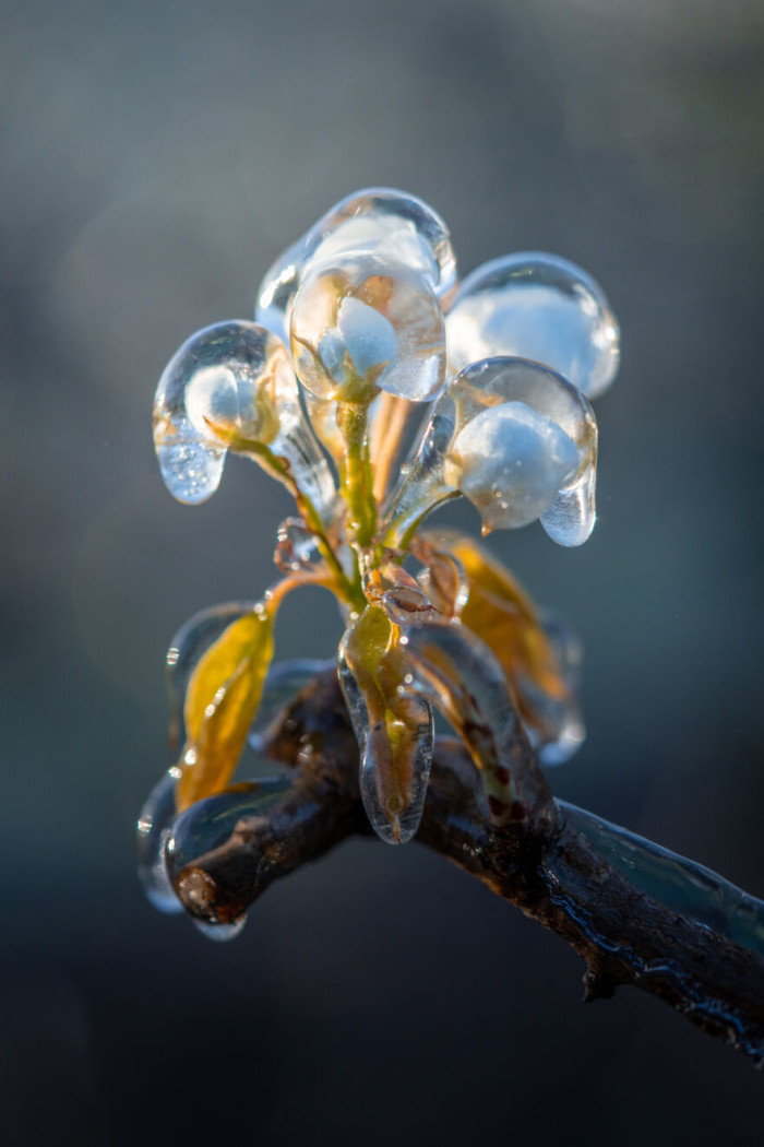 10. Frozen blossoms that actually look like just one flower with the frozen structure