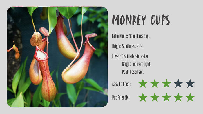 Monkey Cups (Nepenthes Spp.)