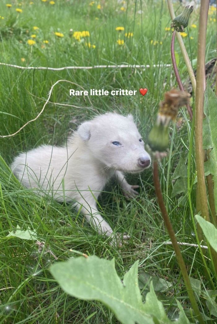 "Albino Raccoon Kit Taken From A Friends Wall"