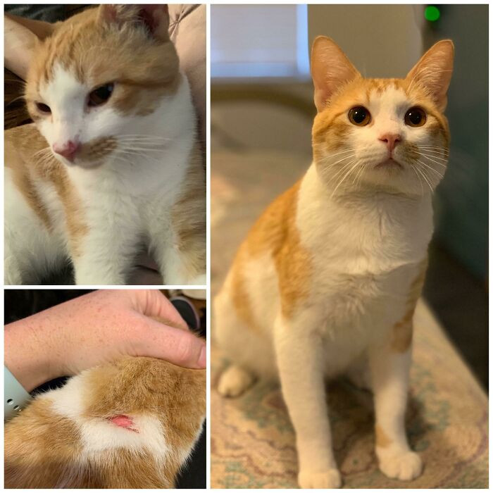 "The Shelter Named Him “Cupido” Because He Had Been Shot Through And Through With An Arrow. He Also Had A Respiratory Infection Because He’s Felv Positive. Now He’s Fat And Happy"