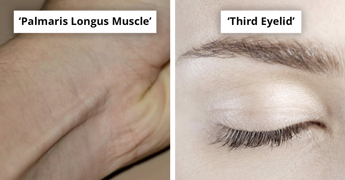 Seven Human Body Parts That Most People Have Even Though They're Considered Useless