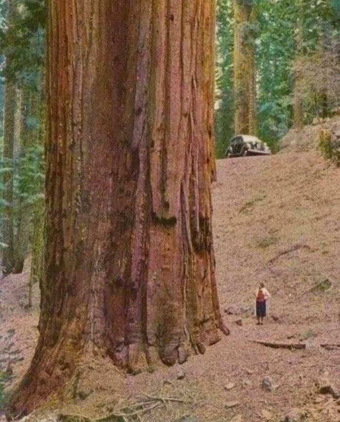 "Woman Standing Next To Redwood Tree, 1950s, Redwood Tree Is One Of The Tallest And Oldest Tree Species On Earth, Native Mainly To California And Parts Of Oregon"