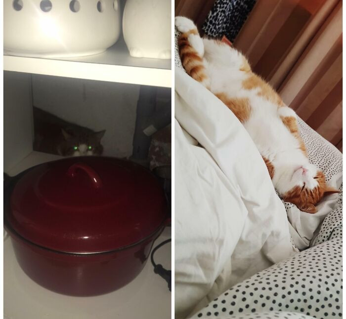 "Day 1 vs. Day 30 After Adoption"