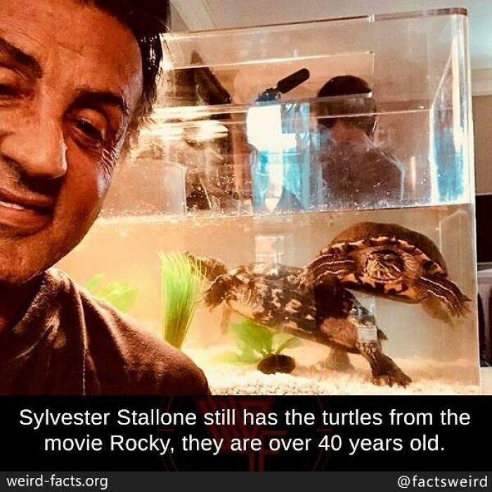 29. Sylvester Stallone kept the turtles from the movie Rocky