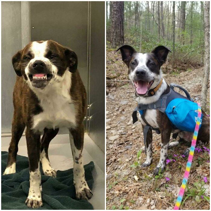 "2 Weeks Before When He Was Picked Up By Animal Control After Having A Horrible Owner, And A Whole Year Later As My Best Friend"