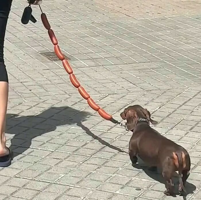 15. The most delicious leash ever invented