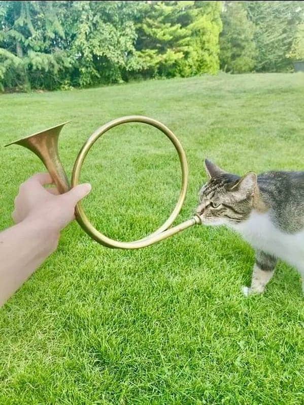 8. Hold up, let me blow my own horn… oh wait.