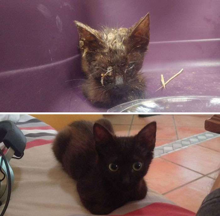 "Kira Was Founded Almost Passed Of Starvation In A Farm With Cows. She Was Healthy In One Week And We Kept "