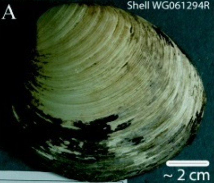 What Is the Oldest Animal in the World?