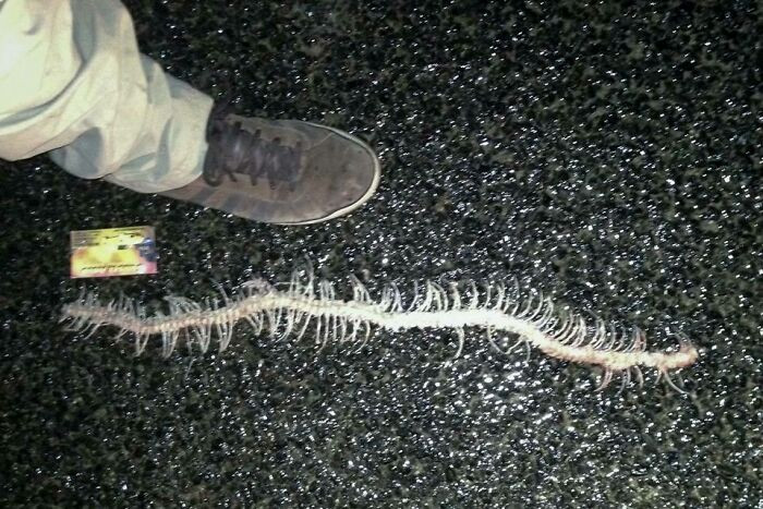 Found This Little Guy Crawling Around Outside My Friend's House