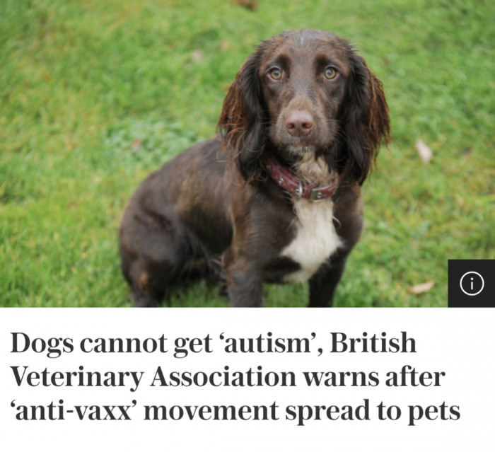 Dogs cannot get ‘autism’, British Veterinary Association warns after ‘anti-vaxx’ movement spread to pets