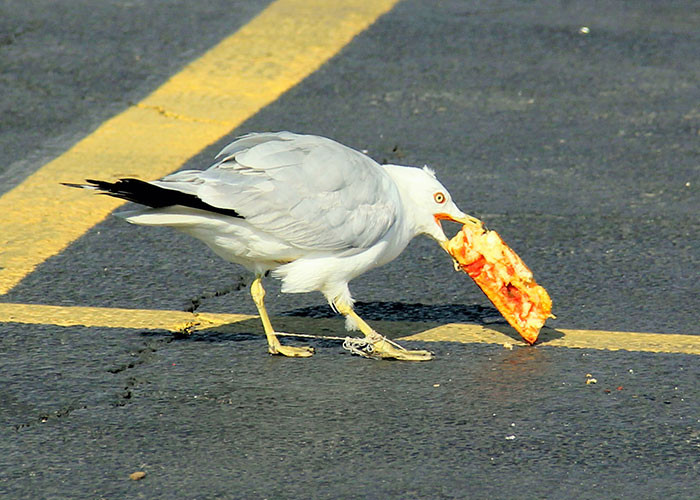 19. “I had a guy call in on 911 because he was concerned about a seagull he thought was injured in a Chipotle restaurant parking lot.”