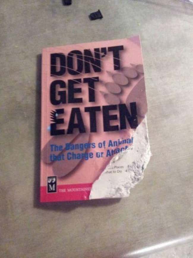 Do Not Get Eaten
