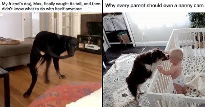 15 Dog Posts That Perfectly Describe How Precious Dogs Are