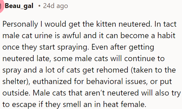 Neutering the kitten is wise to prevent persistent spraying.