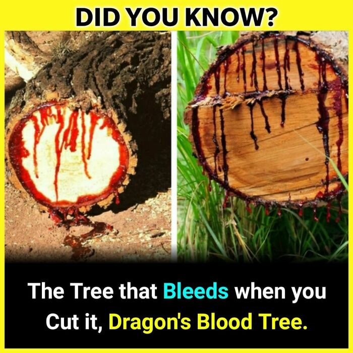24. Dragon’s blood tree