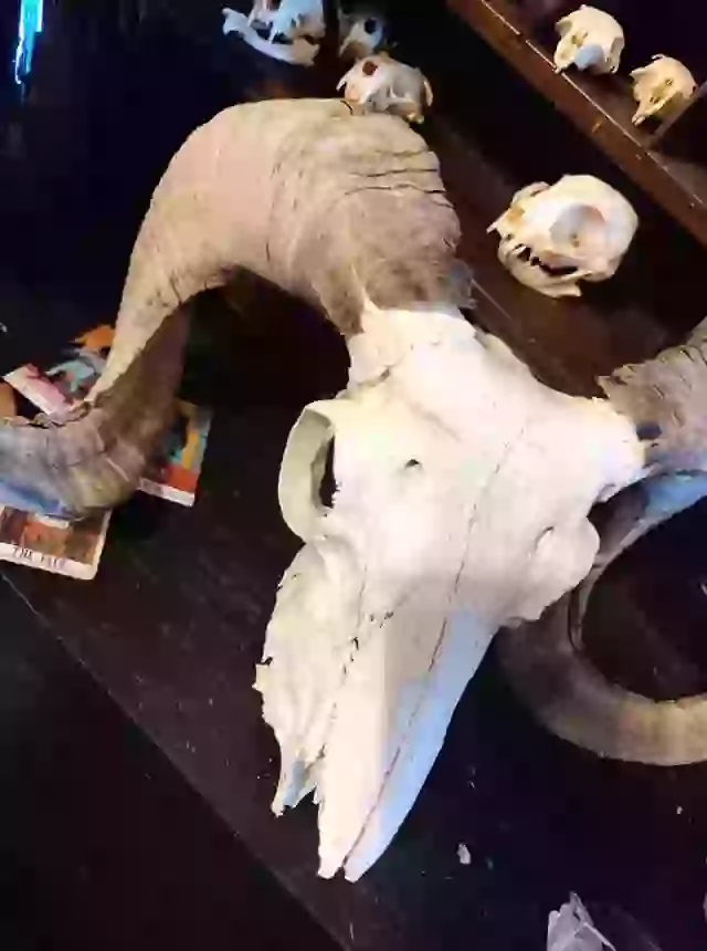 The two insist their offerings are delightfully macabre.