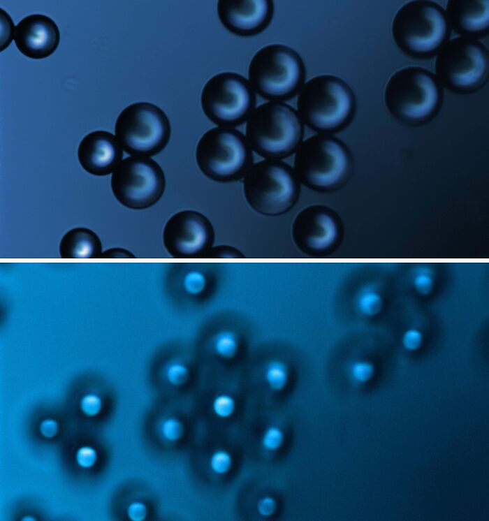 "Check Out The Perfect Geometry Of These Hydrate Resins Under Microscope"