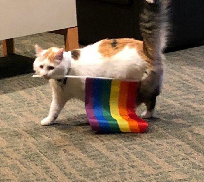 45. Cats accept us. I can't wait for my countrymen to do the same.