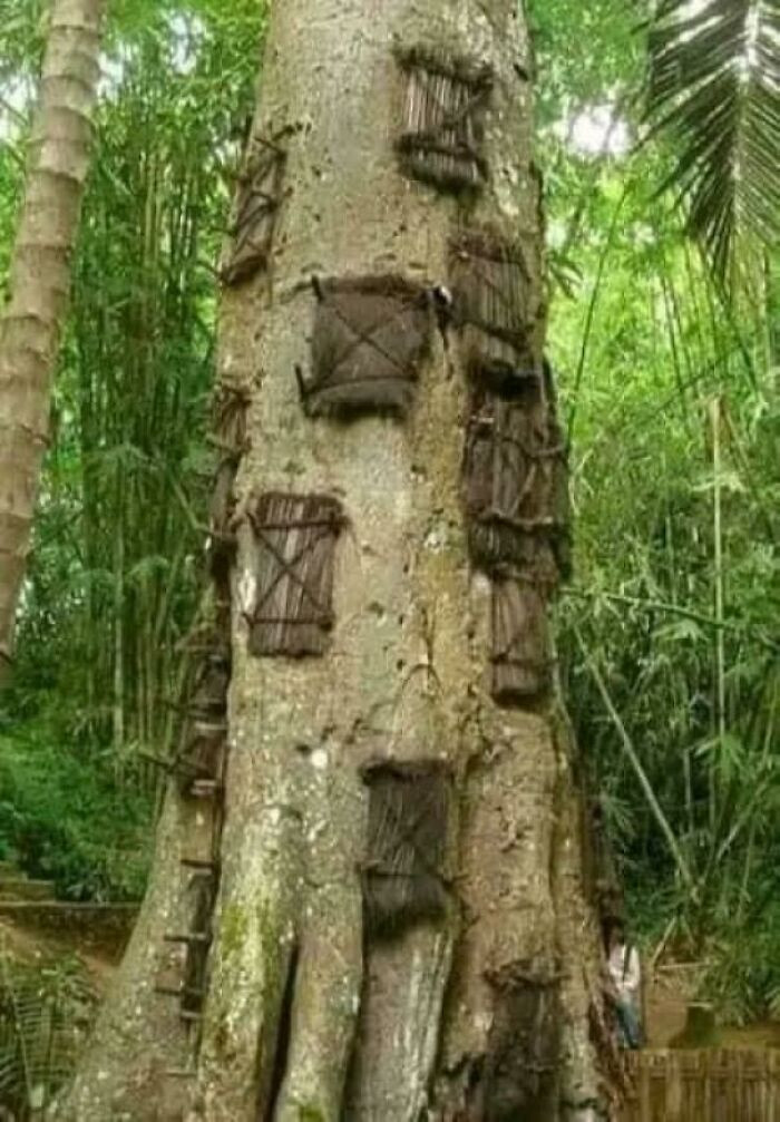 A Living Tree Burial