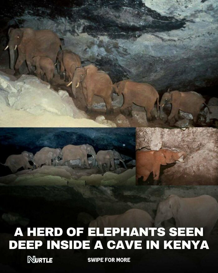 Elephants That Mine in the Dark