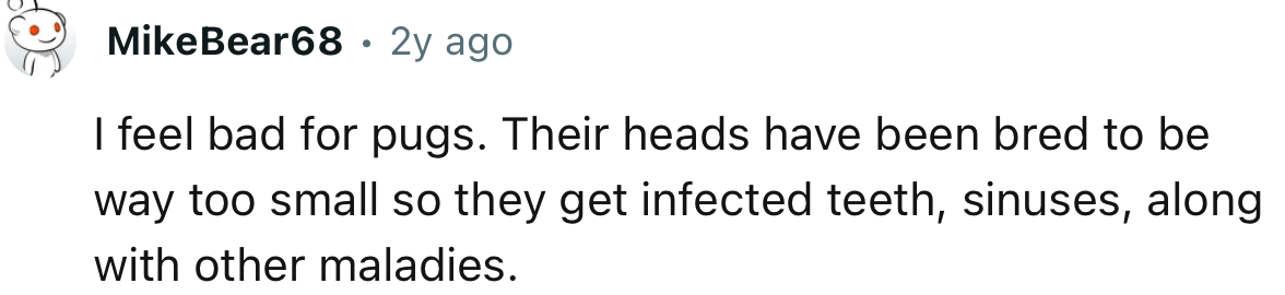 “I feel bad for pugs. Their heads have been bred to be way too small, so they suffer infections.”